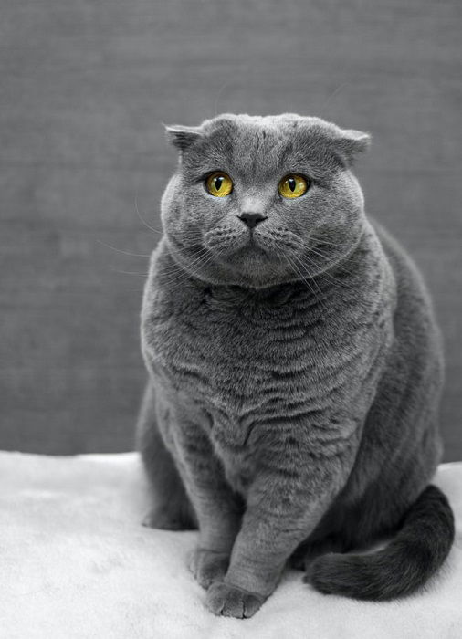 professional portrait of a grey British shorthair cat 