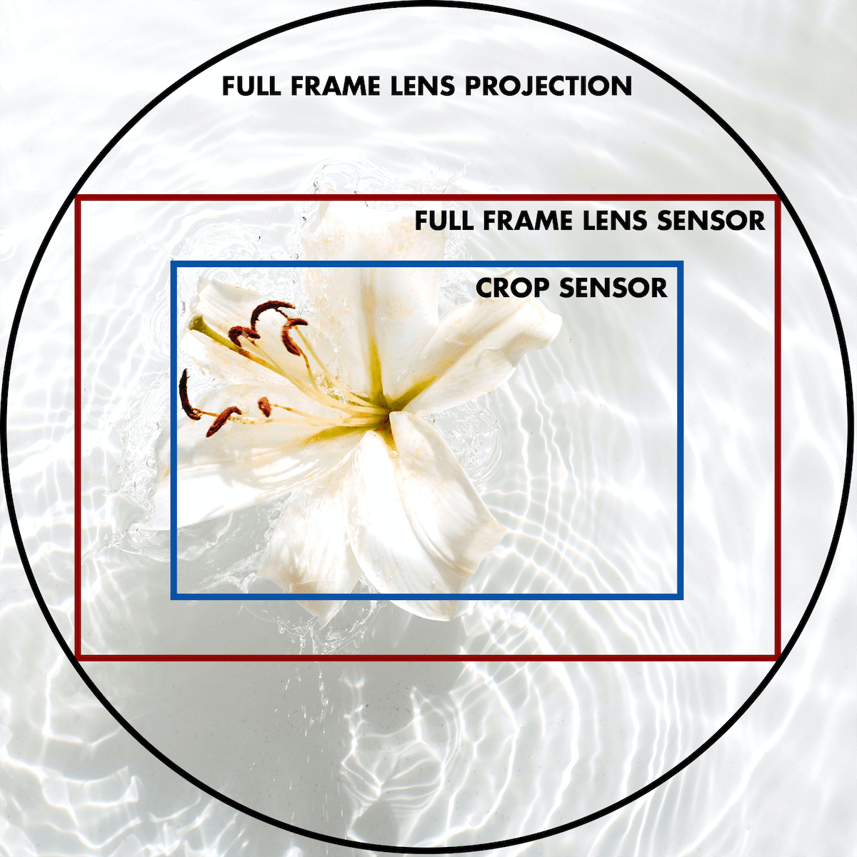 Full frame vs crop sensor comparison image