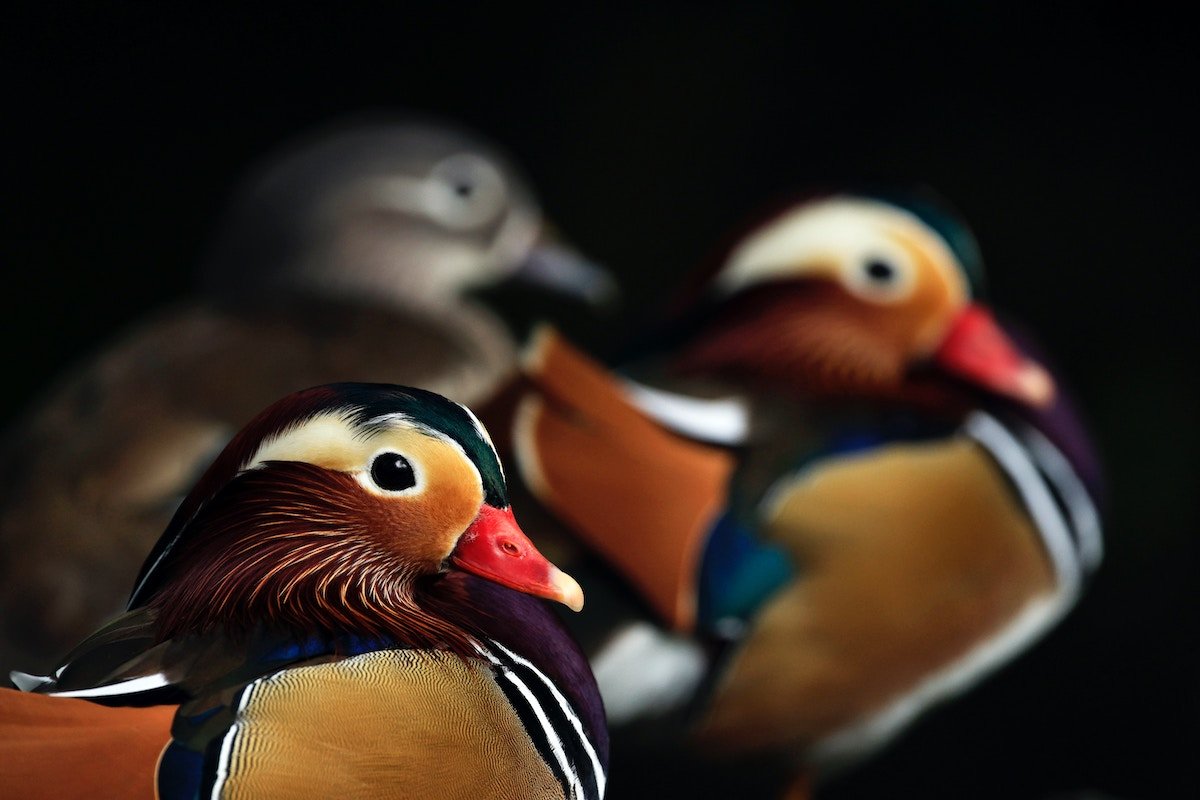 Colorful close-up of a mandarin duck with two other ducks blurred in the background