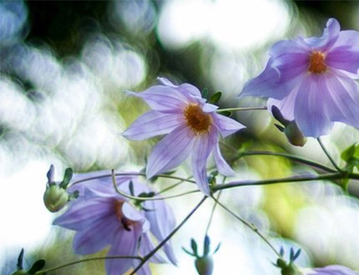 flowers field curvature