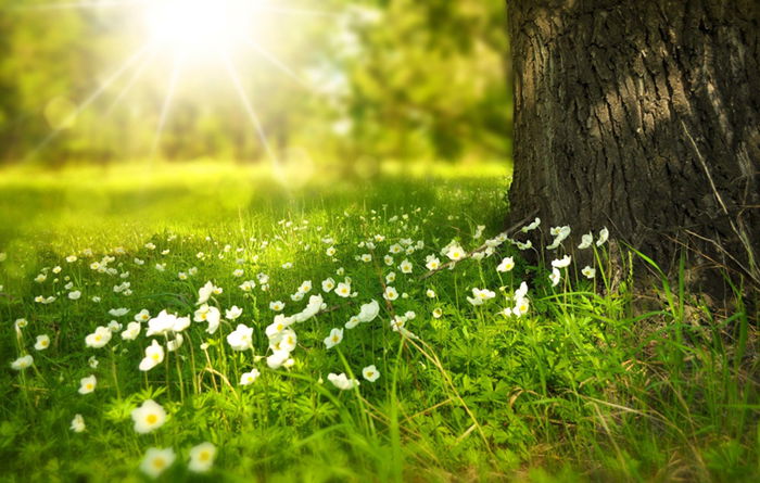 A burst of sunlight on flowers and grass beside a tree trunk showing natural light photography