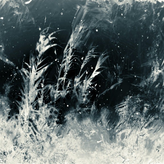 A monochromatic abstract fine art photo of a plant or frost