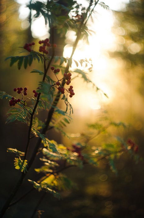 effetto bokeh su un ramo di un albero con bacche