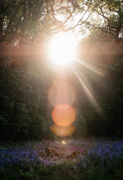 lens flare in una scena surreale foresta