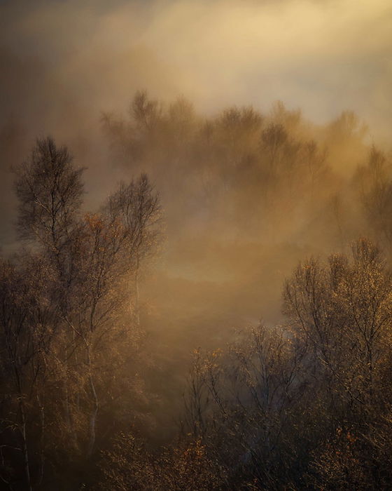 mystical landscape photography idea: trees peeking through the fog