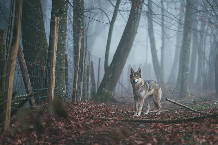 symbolic image of a wolf beside a fence in a woodland