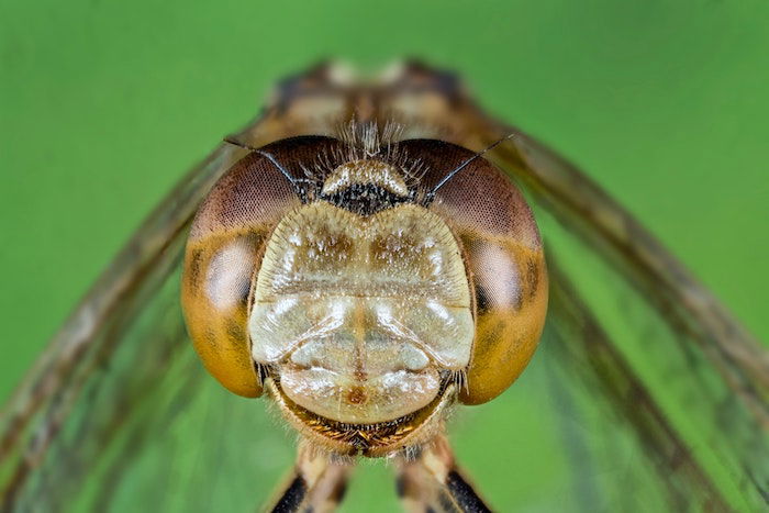 Macro image of a dragonfly using manual focus stacking