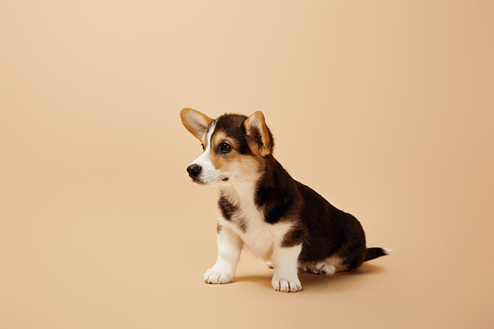 color in puppy photography: an image of a beige puppy against a plain beige background