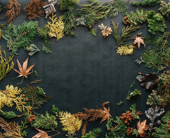 Christmas flat lay of green winter foliage against a black background