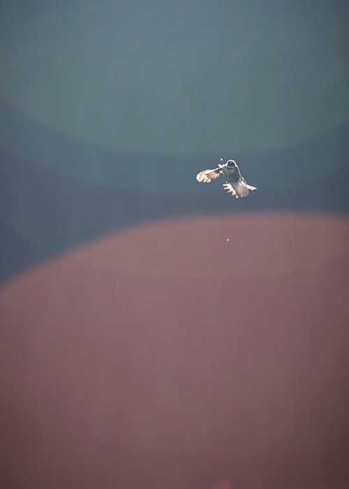 color in photography: a small hummingbird mid flight surrounded by red and blue tones