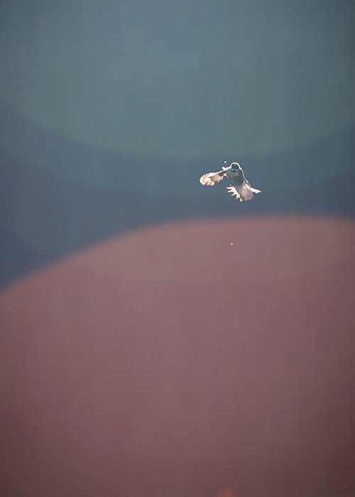 a small hummingbird mid-flight surrounded by red and blue tones showing color in photography