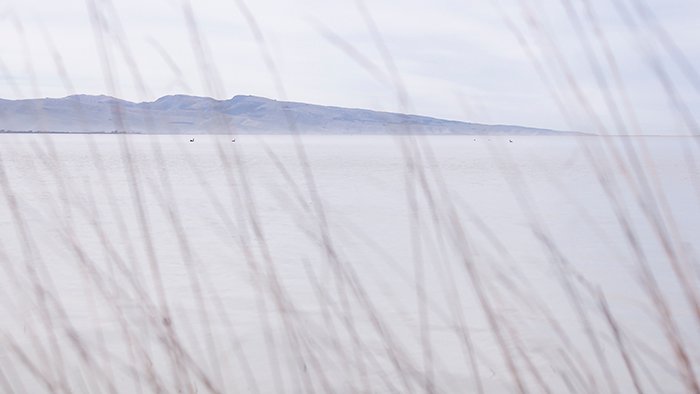 a photo of a body of water taken through the tall grass on the shoreline showing monochromatic color in photography