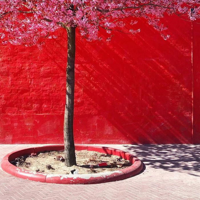 a tree with pink flowers grows in front of a vibrant red wall showing vibrant color in photography