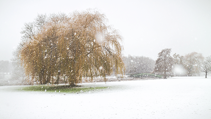 canon eos m review: an image of a willow tree in the snow taken with a canon eos-m