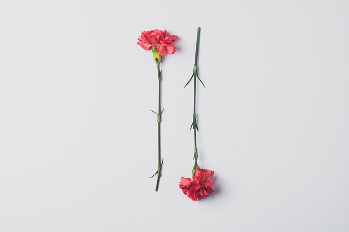 flat lay background idea: a rose and an upside down rose lay parallel to each other on a simple white background