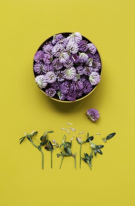 flat lay background idea: purple flowers contrasted against a yellow background