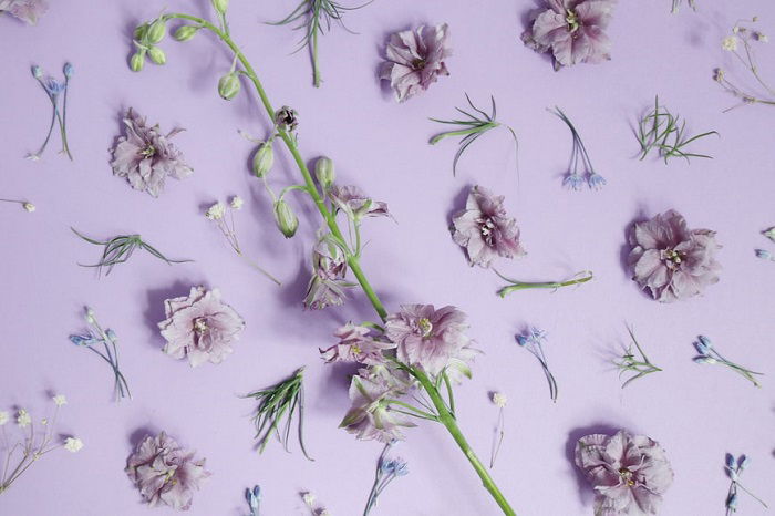 floral flat lay: lilac background used with similar colored flowers