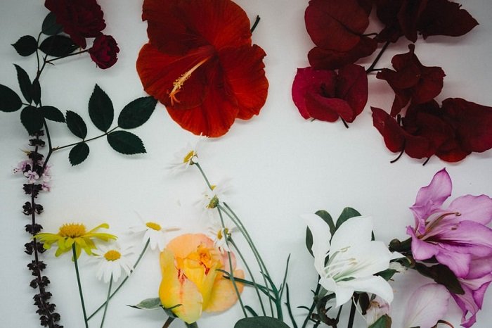 floral flat lay photography: multiple flowers used to give a feeling of summer