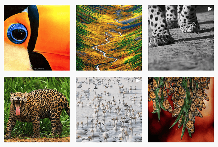 six examples of Frans Lanting using pattern in photography