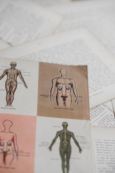 Anatomy illustrations of the human body on a piece of paper