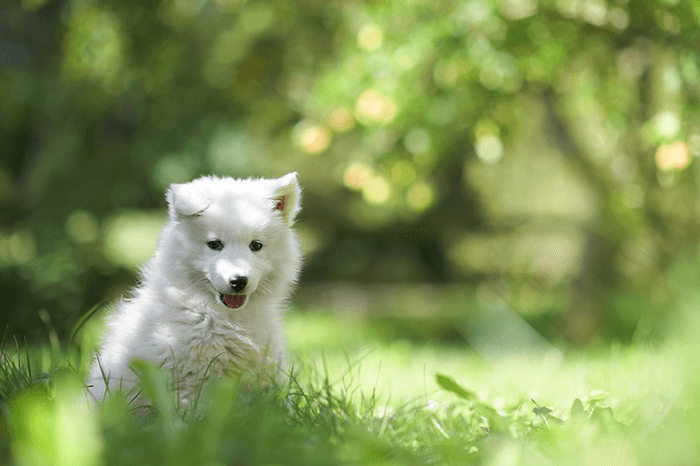 puppy photoshoot inspiration: an image of a white puppy sitting in a green garden
