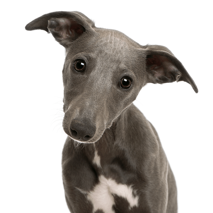 puppy photo idea: an image of a grey puppy sitting against a white background