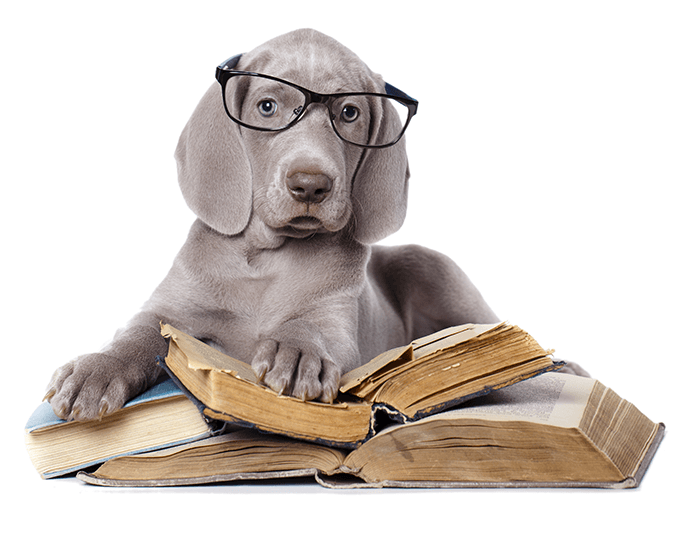 photoshoot for puppies: an image of a grey puppy in glasses reading books