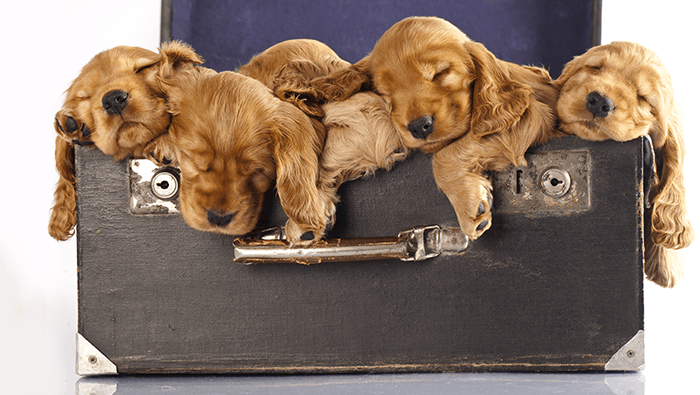 a group of puppies photographed sleeping in a suitcase