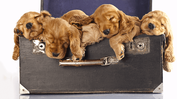 15 Puppy Photoshoot Tips  Too Cute to Handle  - 32