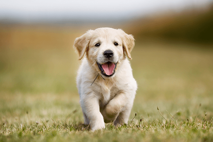 cute puppy photoshoot tip: an image of a happy puppy trotting toward the camera