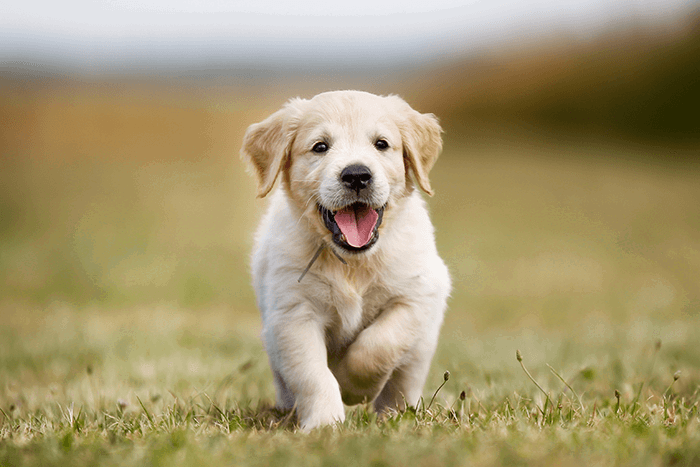 cute puppy photoshoot: Happy Puppy trotting toward camera