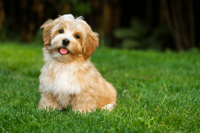 cute puppy photoshoot idea: an image of a golden puppy sitting in a green garden