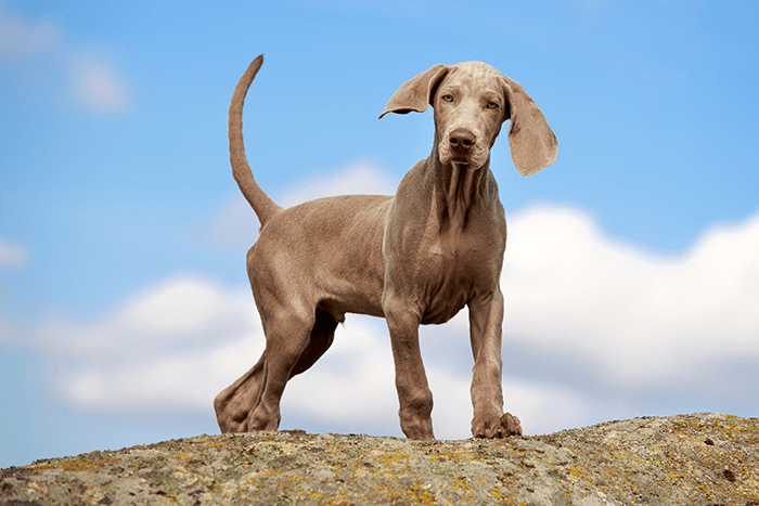 puppy photoshoot: an image of a puppy standing on a ledge against a blue sky