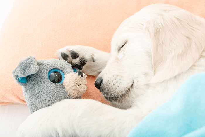 idea for puppy photoshoot: an image of a white puppy sleeping with its favourite toy