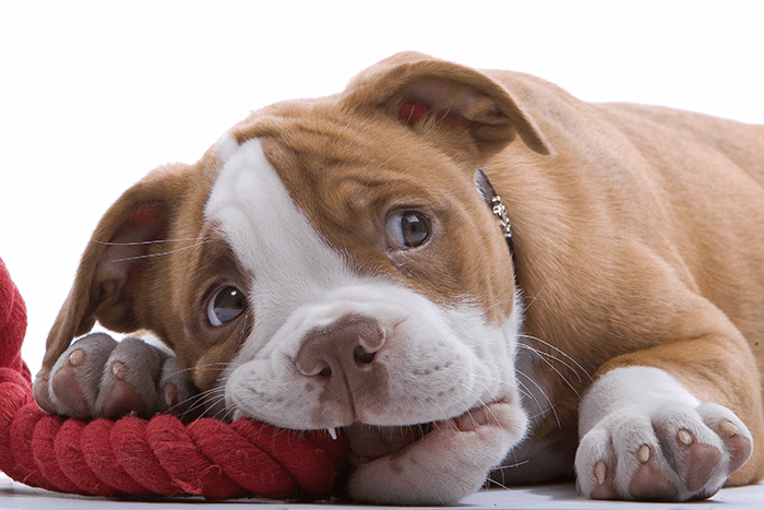 puppy photoshoot: an image of a puppy chewing on a red rope