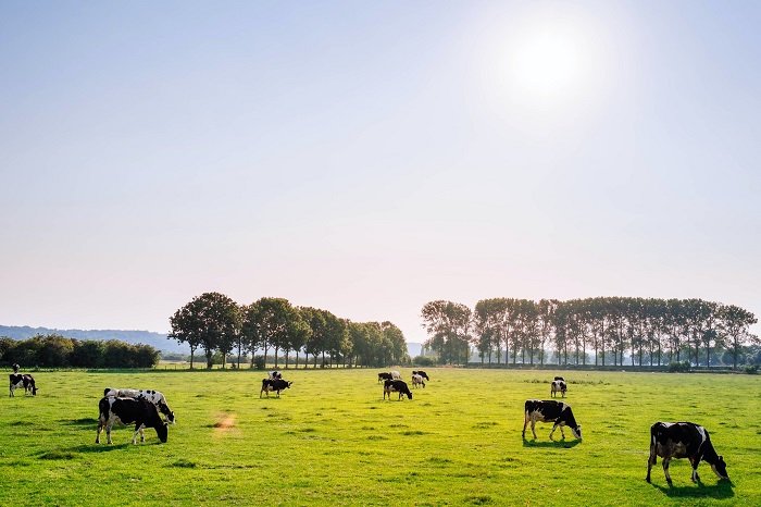 摄影的节奏：阳光明媚的日子里，奶牛在田野里吃草