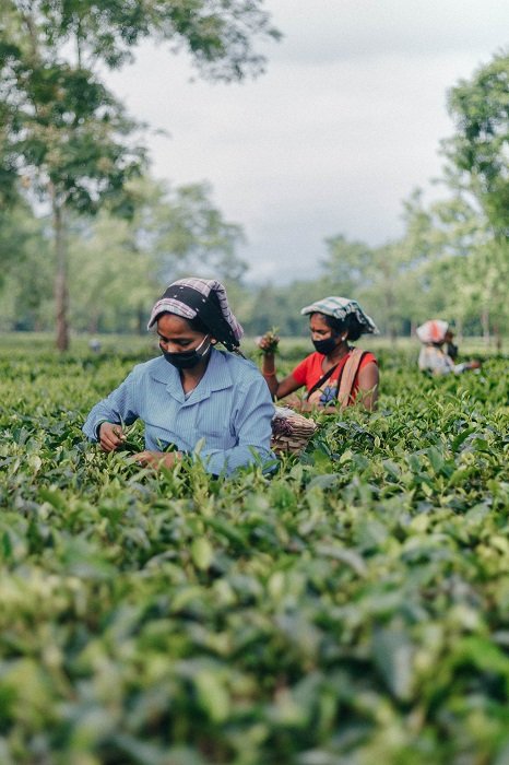 rhythm in photography: women working in a chest deep in a field picking leaves