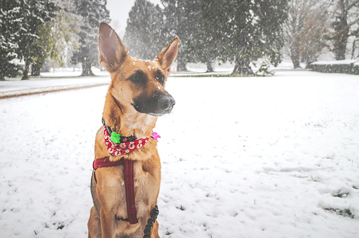 canon eos m review: an image of a dog sitting in the snow taken by a canon eos-m