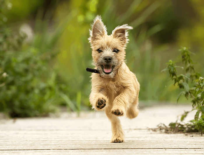 15 Puppy Photoshoot Tips  Too Cute to Handle  - 52