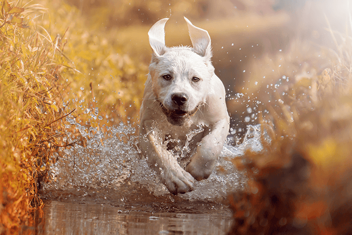 puppy photographed using burst mode: an action shot of a puppy running through water