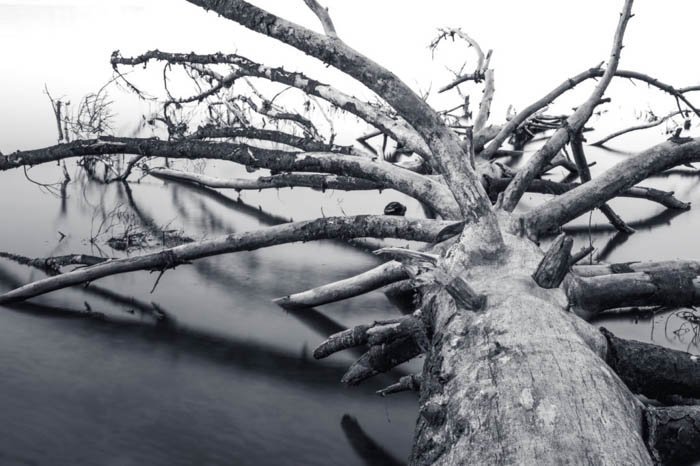 shape in photography: tree fallen on a body of water in grayscale