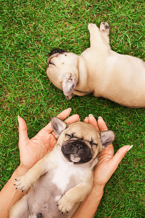 puppy photoshoot: an image of two sleeping puppies