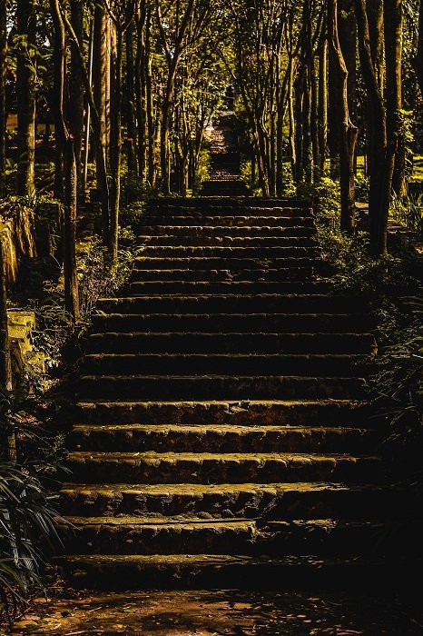 photo of a staircase in a lush green rainforest