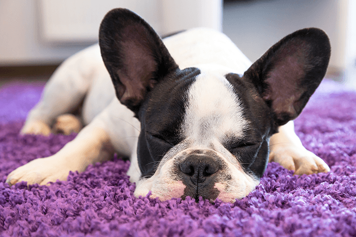textures in puppy photography: an image of a puppy sleeping on a purple rug