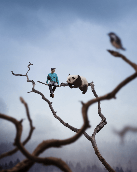 Composite photography image of a man sitting on a bare tree branch with a panda