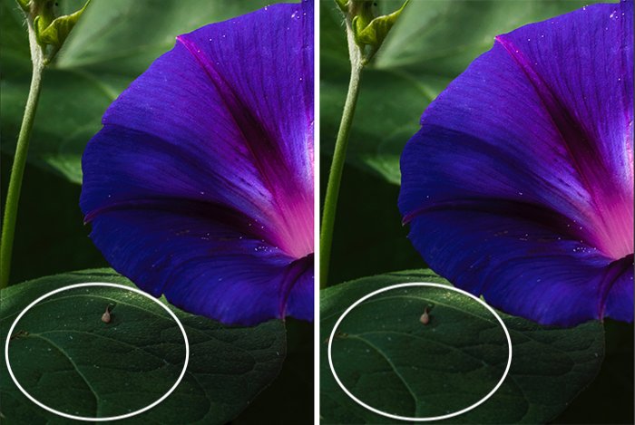 Comparison image of flower and leaves with and without blur tool in Photoshop