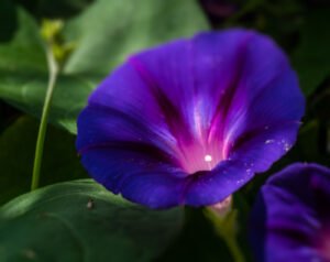 Blur tool in Photoshop: Purple Flower