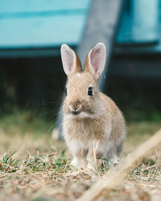 a cute bunny photographed outdoors with perked up ears and whiskers