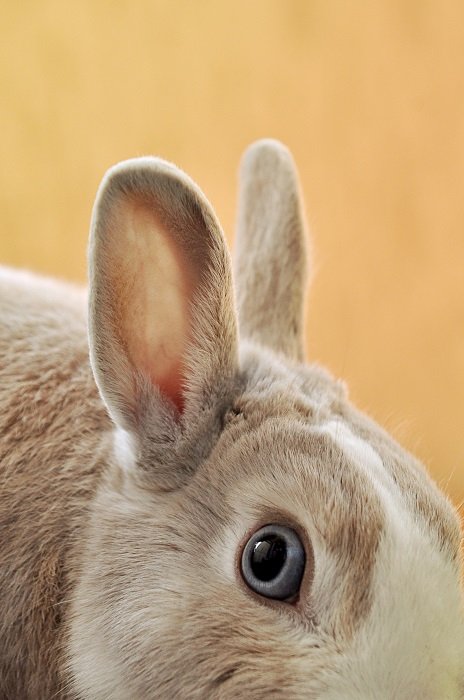 an up close portrait of a bunny eyeballs and ears