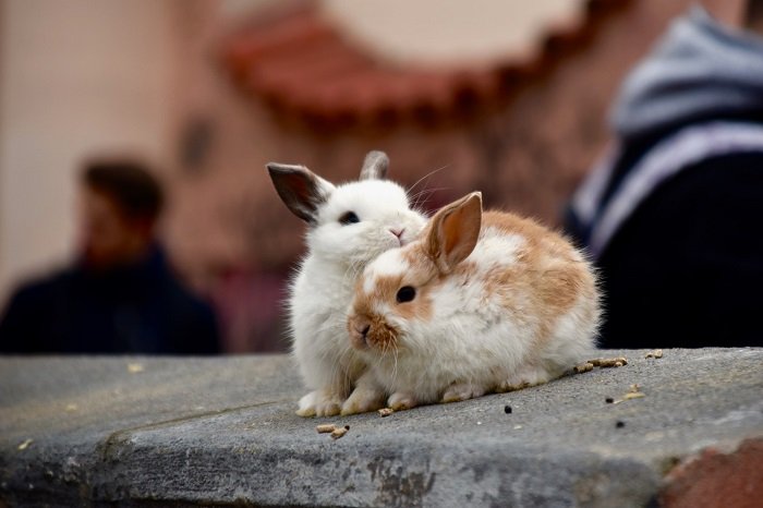 two rabbits cuddle on a ledge in a photo with a shallow depth of focus